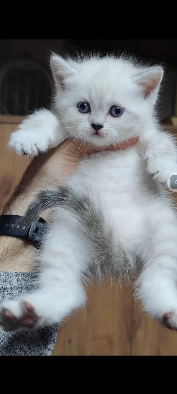 British Shorthair Kedisi
