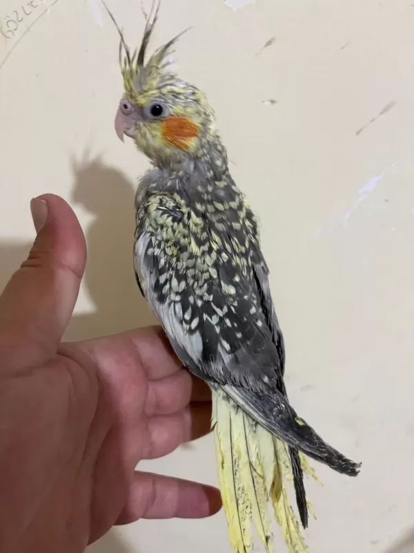 48 Günlük Full Evcil Pearl Sultan Papağani Bebek