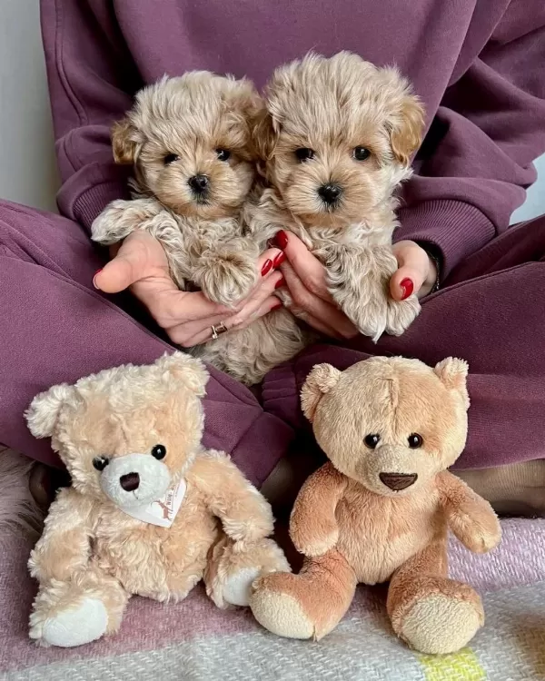 Sevimli Maltipoo Yavrulari