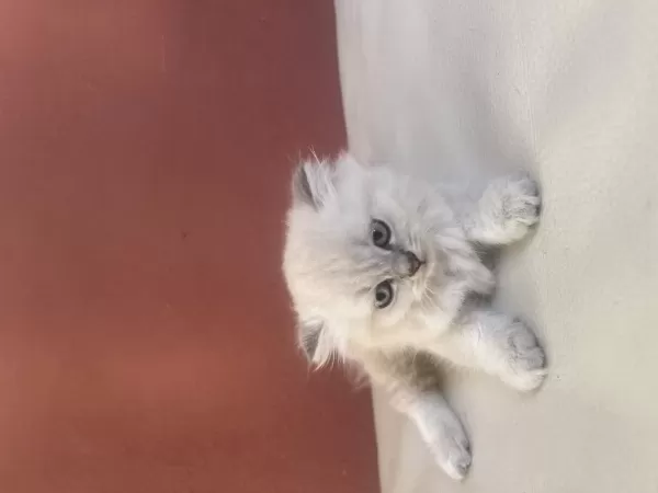 Scottish Fold Yavrulari