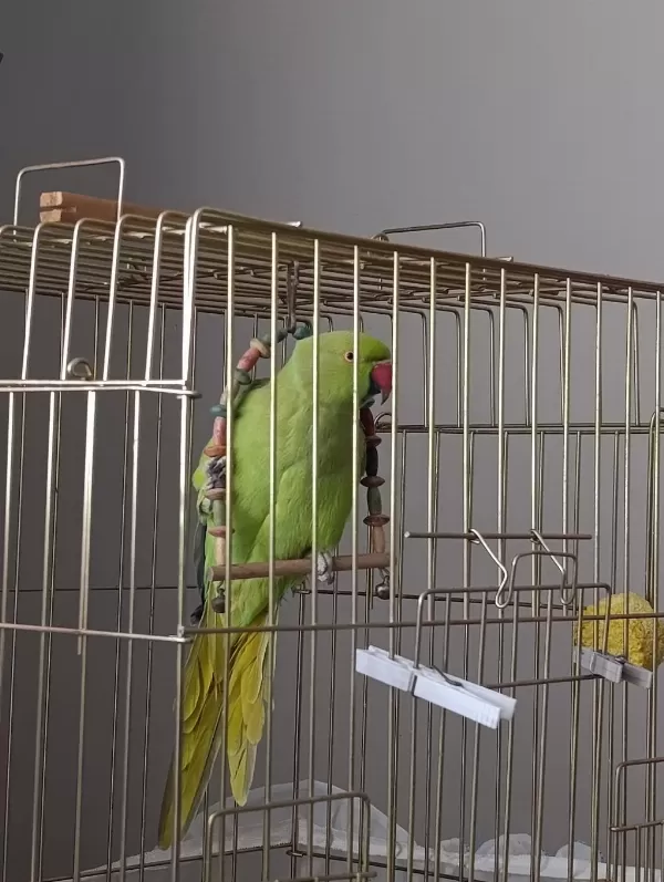 Pakistan Papağanı Erkek Kayseri