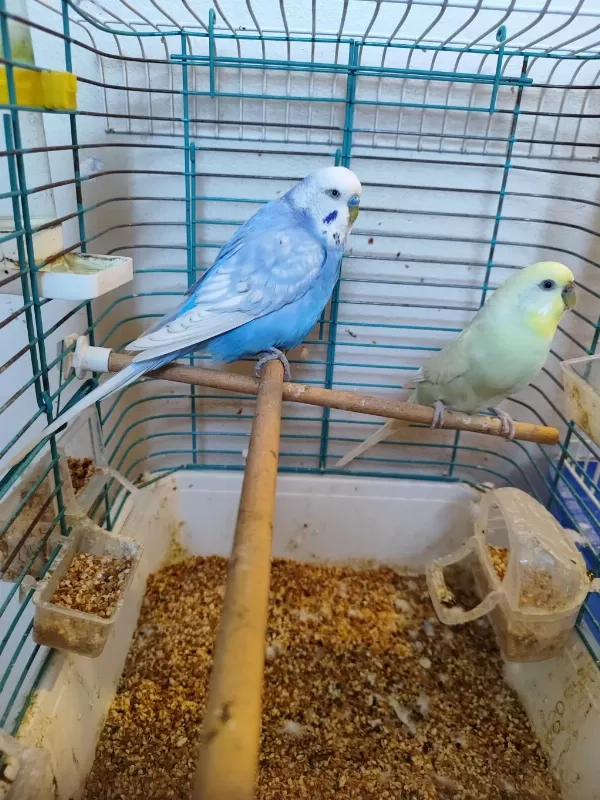 Dişi Ve Erkek Muhabbet Kuşu