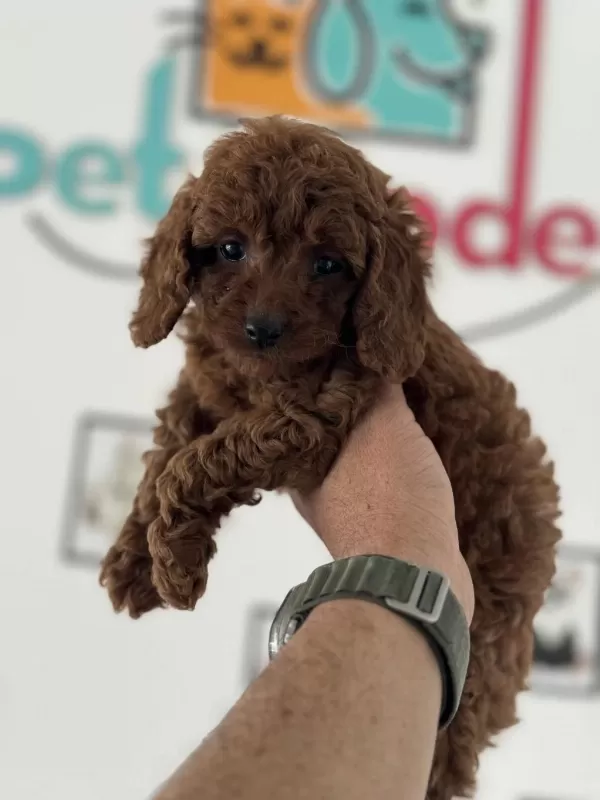 Ankranın En Seçkin Redbrown Toy Poodle Yavruları