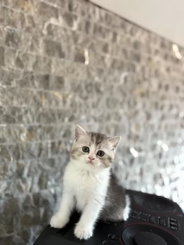 Güzeller Güzeli British Shorthair Yavrular