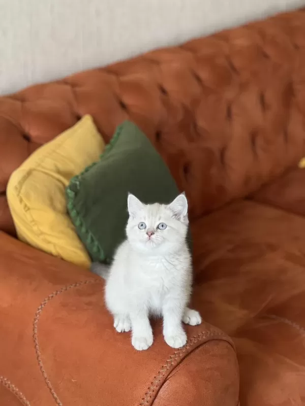 A Kalite British Shorthair Yavrum