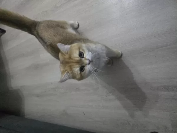 Erkek Golden British Shorthair
