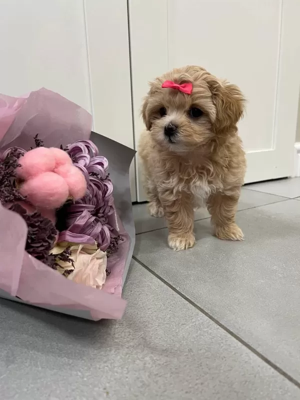 Kore Maltipoo Yavrular