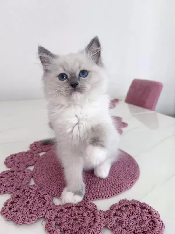 Safkan Ragdoll Yavruları Soyu Şampiyonlara Dayanıyor