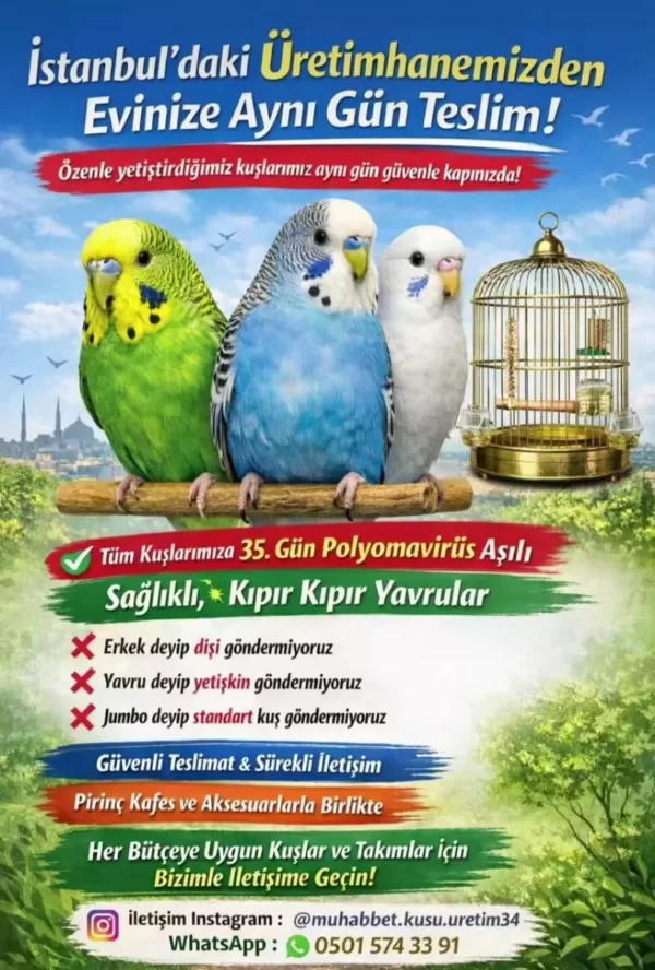 İstanbul İçi Adresinize Ücretsiz Teslim Muhabbet Kuşlar