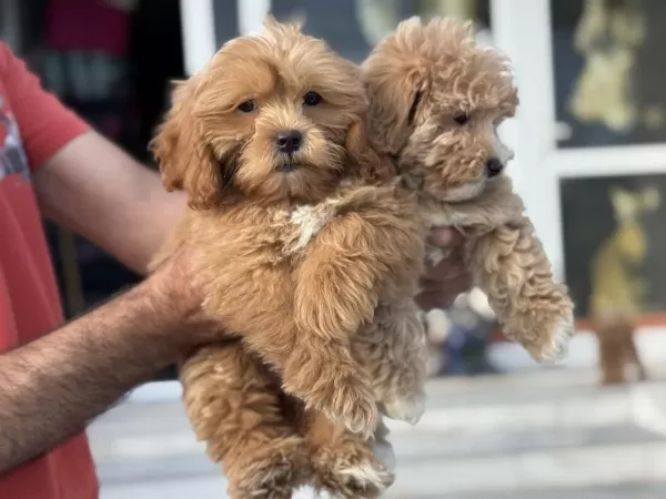 Yasal Ruhsatlı Çiftlikden Maltipoo Yavrularımız