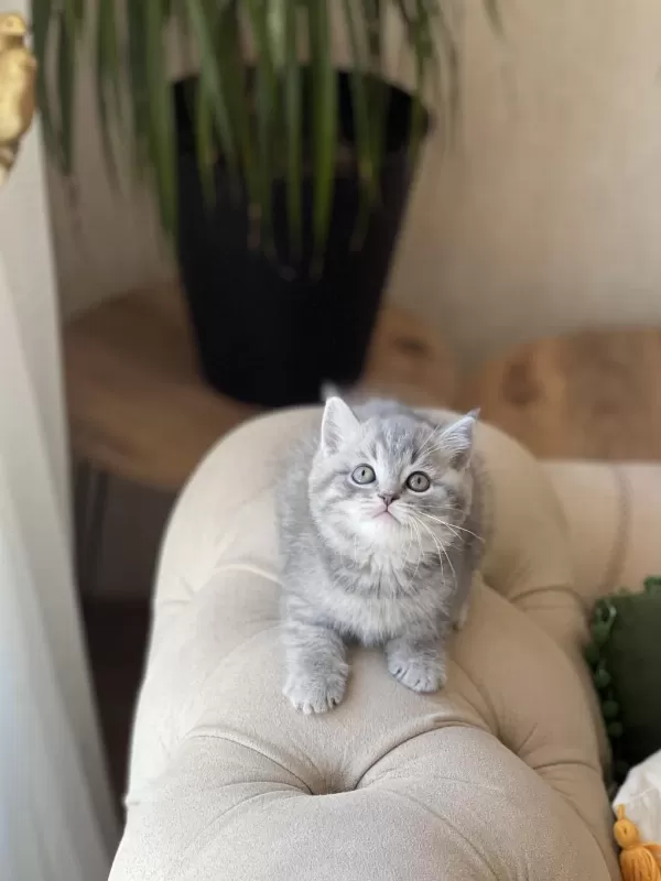 Ayi Surat British Shorthair Yavrum