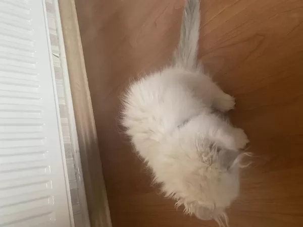 2 Aylık Eğitimli Scottish Fold