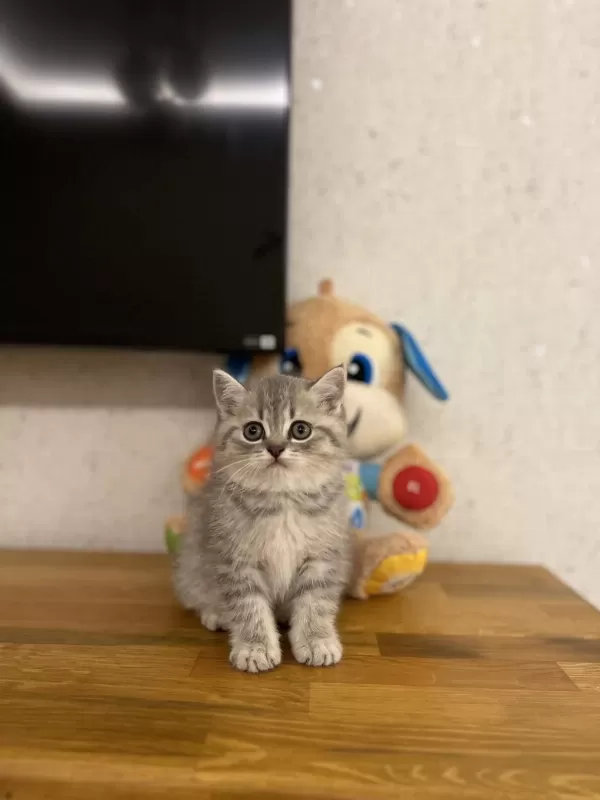 British Shorthair Yavrular