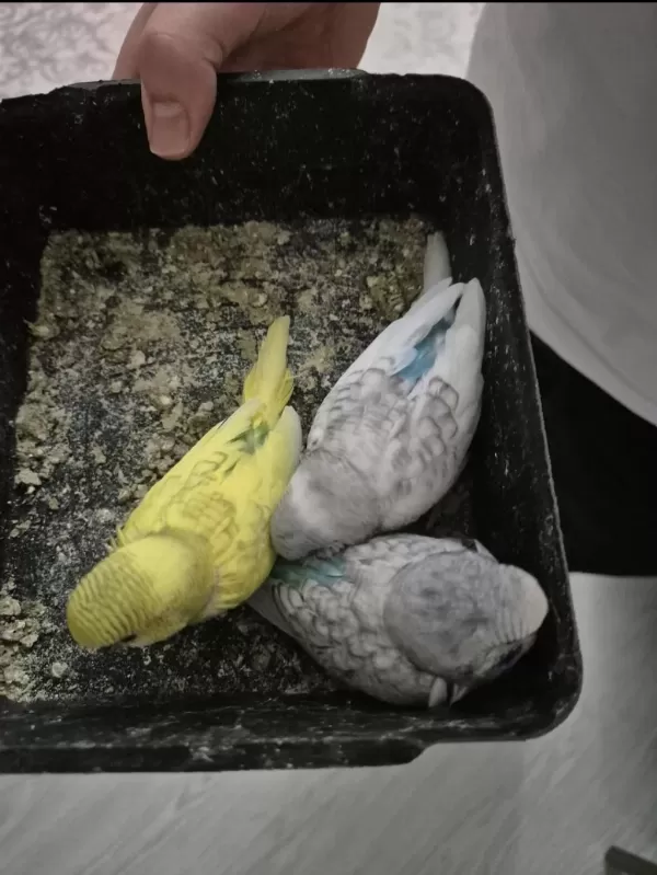 Bebek Muhabbet Kuşları
