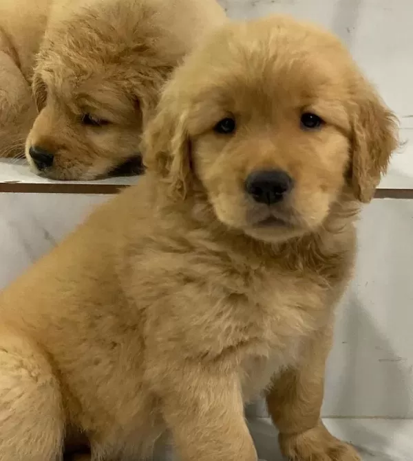 Golden Retriever Yavrulari