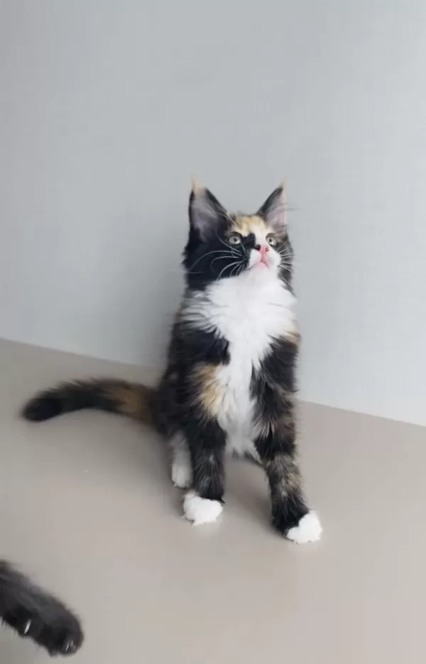 Değerini Bilene Özel Xxl Maine Coon Bebekleirm
