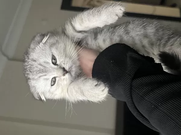 Sağlıklı Yavru Scottish Fold