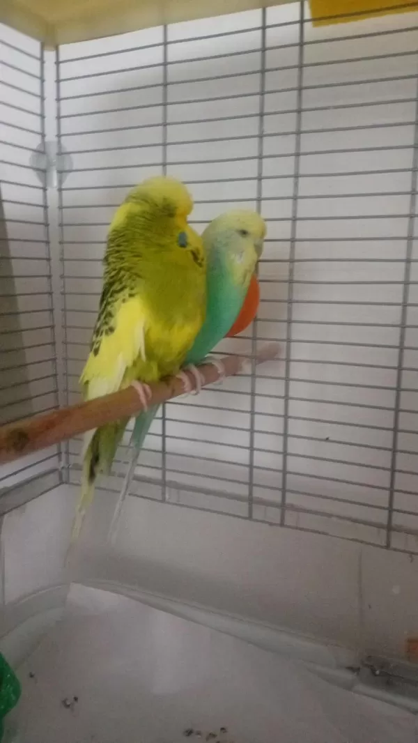 Jumbo Takım Muhabbet Kuşu