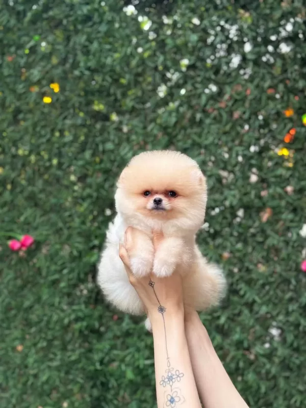 Sağlik Ve İrk Garantili Pomeranian Köpekler