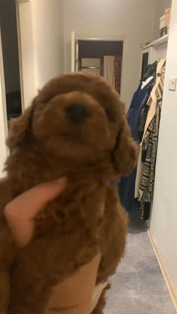 Harika Tatli Poodle Çocuklar