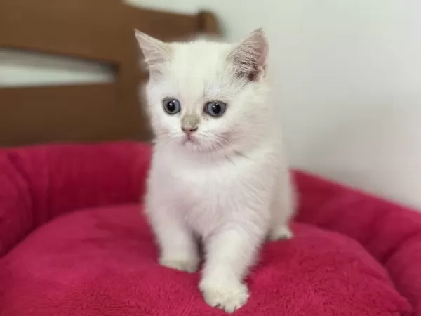 Ankaranın En Elit British Shorthair Ve Longhair Yavruları