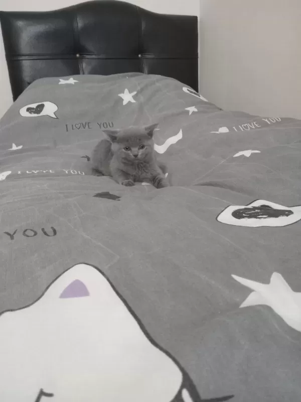 British Shorthair Dişi