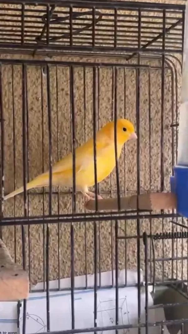 Harika Sağlıklı Erkek Kanaryalar