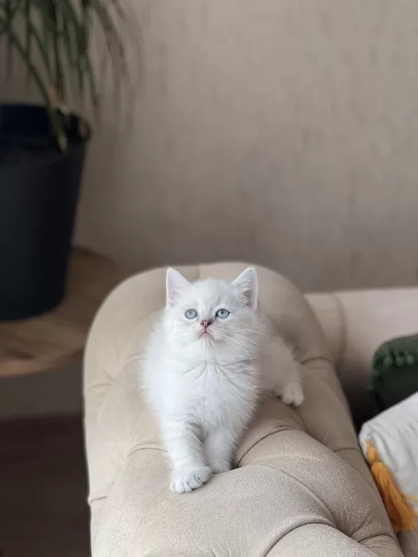 Safkan British Shorthair Yavrum