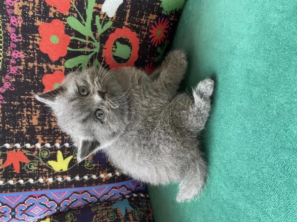 Ayı Kafa Gri Yavru British Shorthair