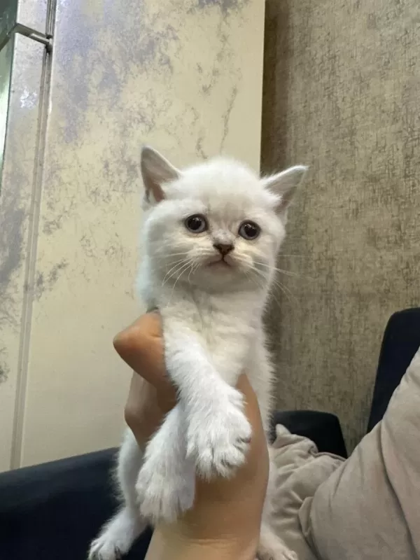Çok Özel British Shorthair Yavrularımız