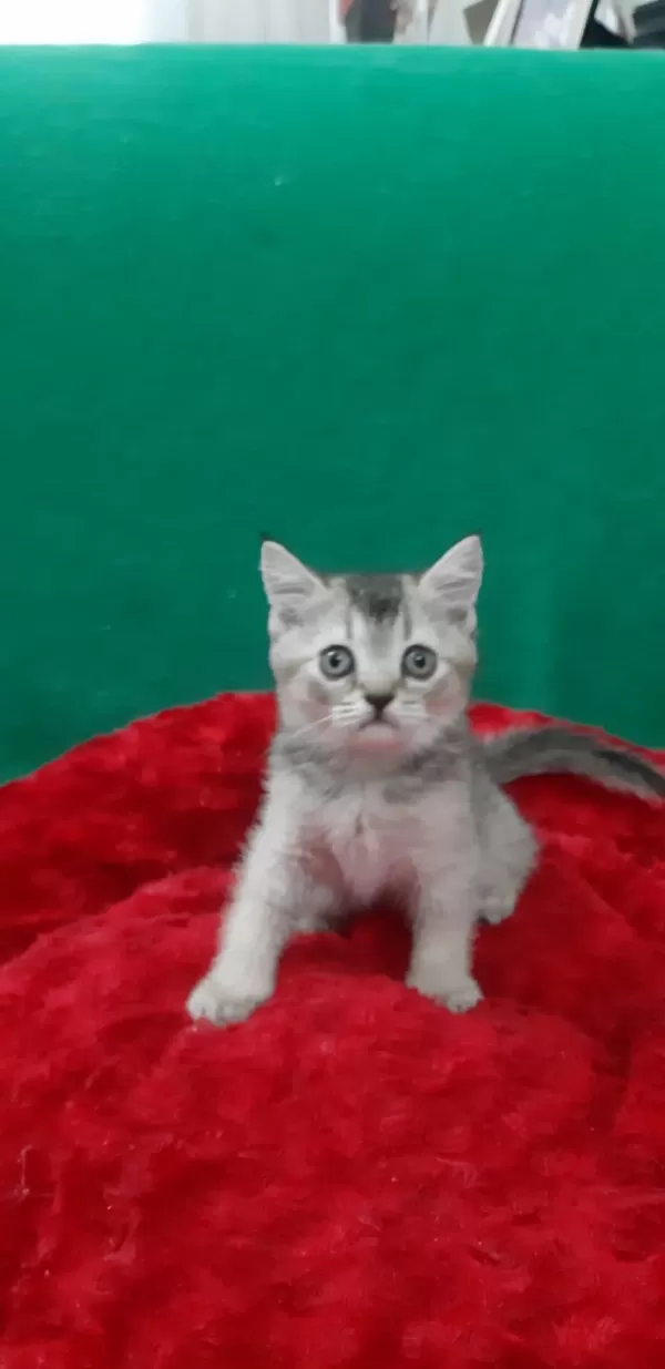 British Shorthair Cinsi Evcilmen Oğlumuz