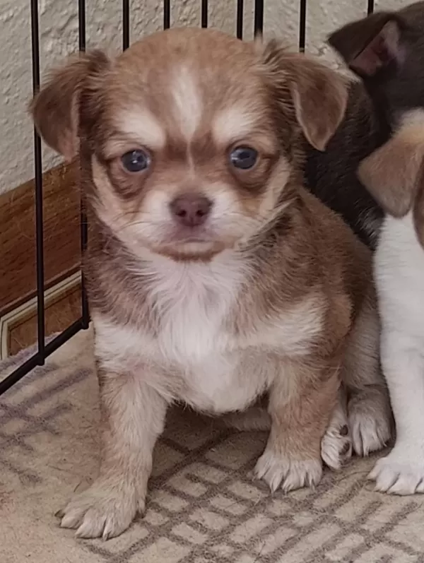 Mini Chihuahua ( Şivava ) Yavrularımız