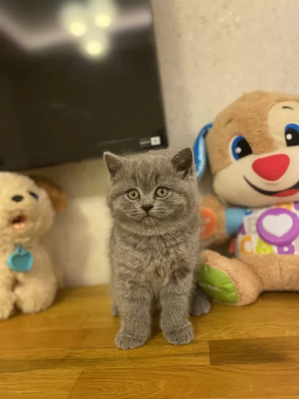 Bursanin En Seçkin British Shorthair Yavrulari