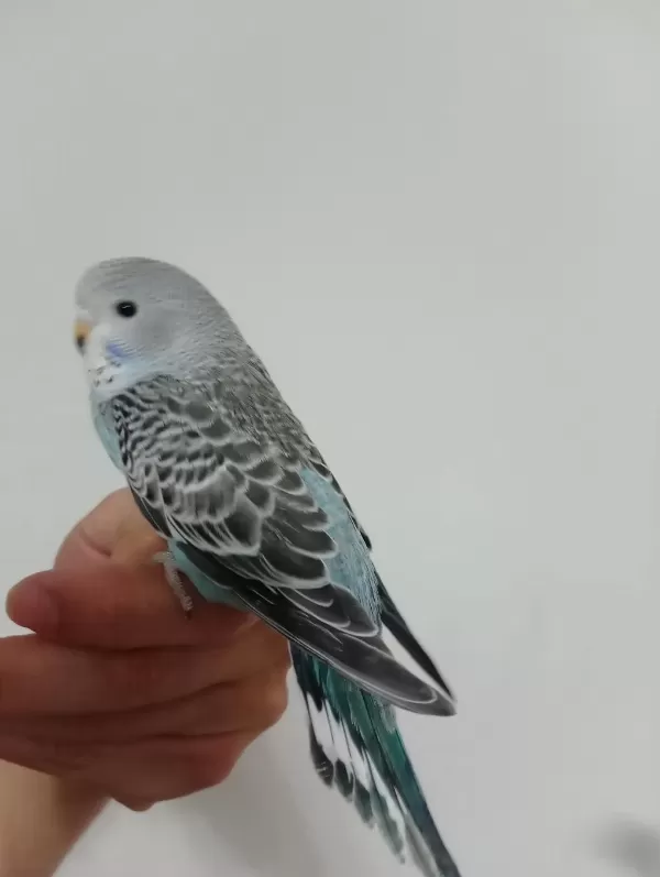 Yeme Düşmüş Yavru Muhabbet Kuşlar