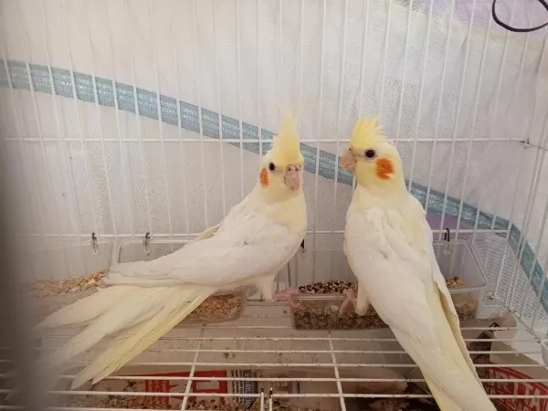 2 Aylık Yavru Sultan Papağanları
