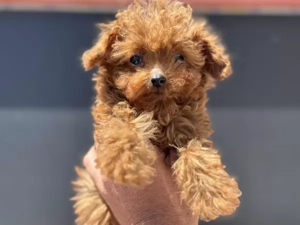 4 Aylık Tiny Kore Poodle 700 Gr Petmo Den