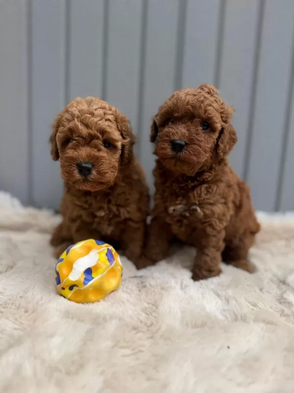 Minik Toy Poodle Bebekler