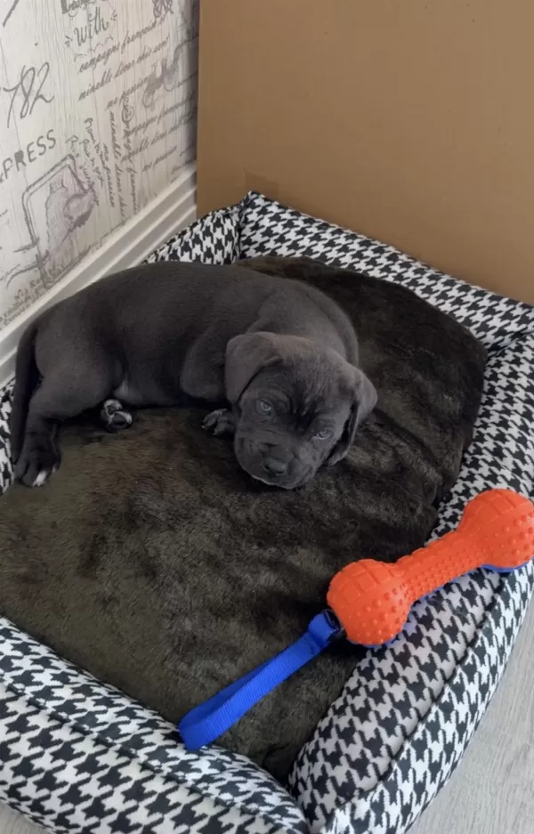 40 Günlük Şecereli Cane Corso