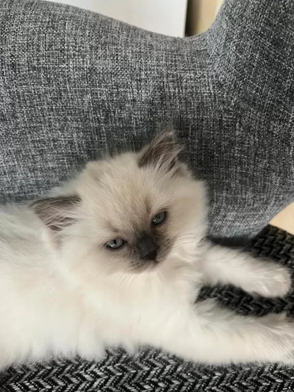 British Shorthair Yavrularımıza Ömürlük Yuva Arıyorum