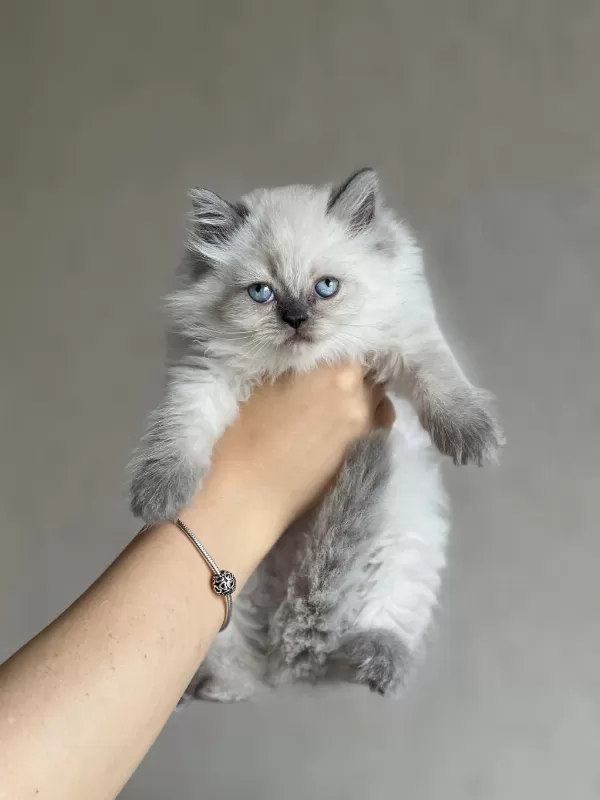 Evinizin Neşesi British Longhair Blue Point