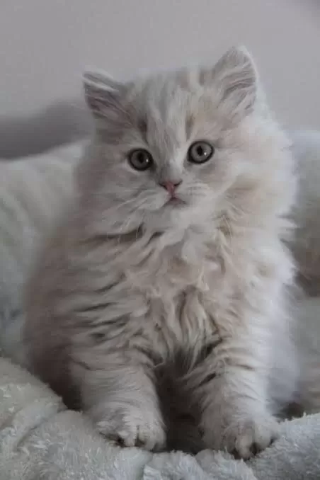 British Longhair Yavrular Evinizin Neşesi Olacaktır