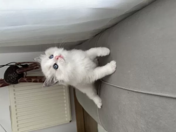 Safkan Ragdoll Yavrular