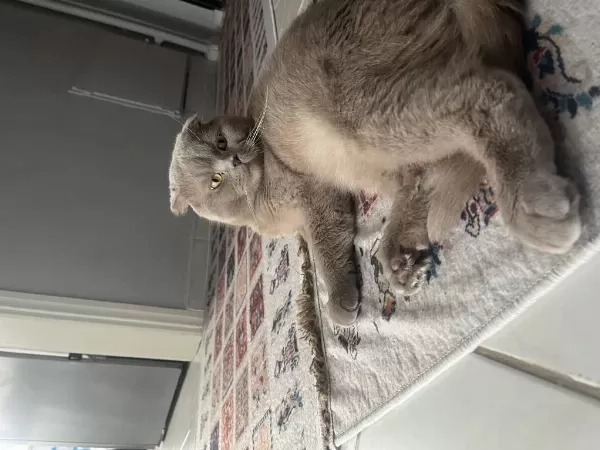 1.5 Buçuk Yaşında Erkek Scottish Fold