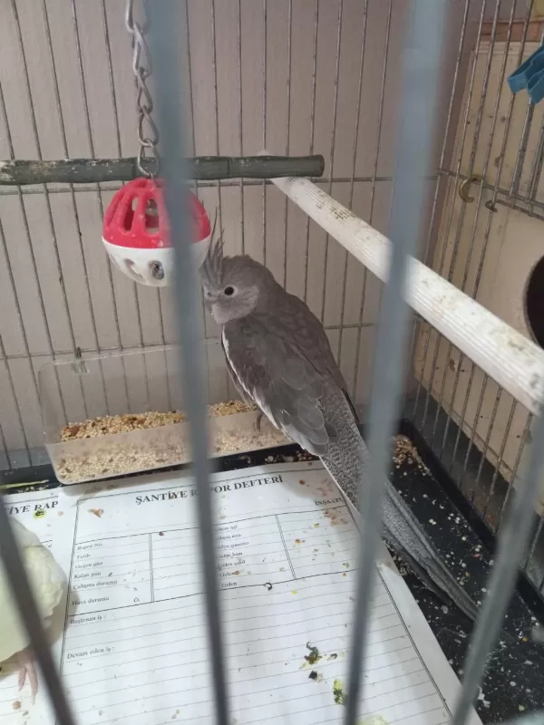 2.5 Aylık Dişi Sultan Papağanı