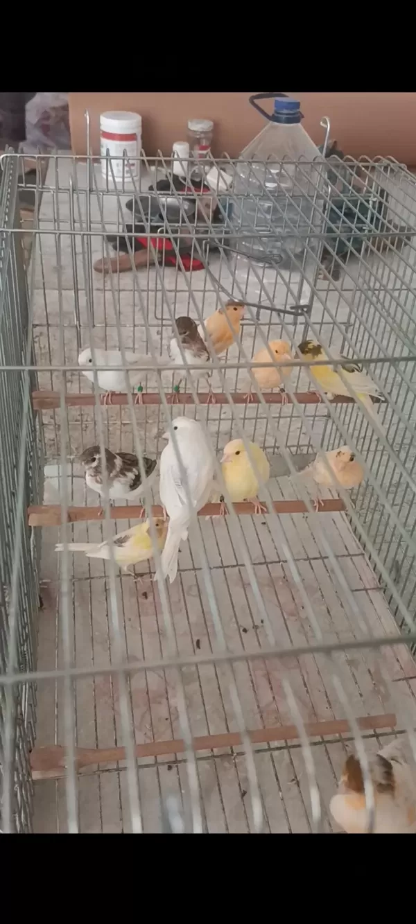 Kanarya Sarı Beyaz Harlikuin Parçali Kanaryalar