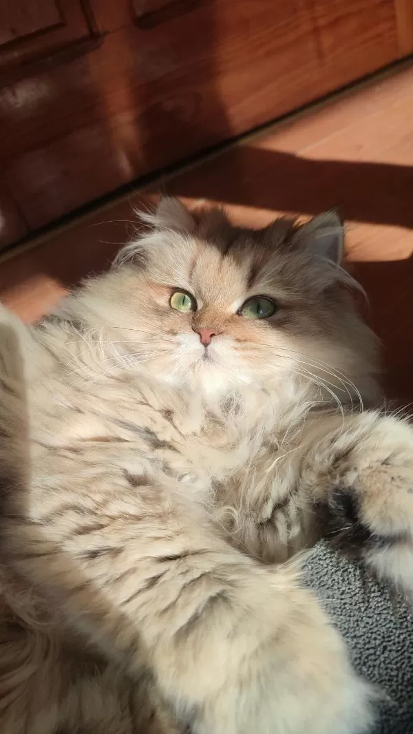 11 Aylık Golden Dişi British Longhair