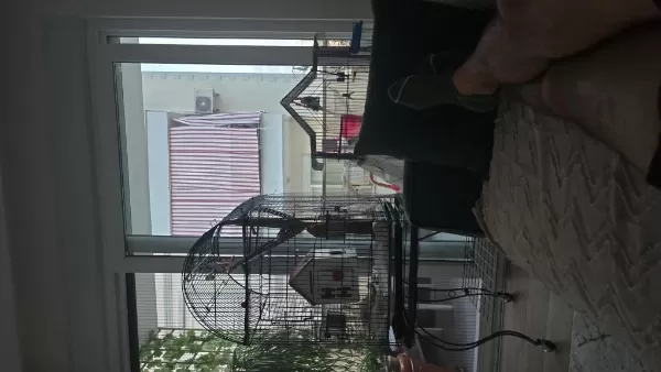 Sağlıklı Cennet Papağanlar