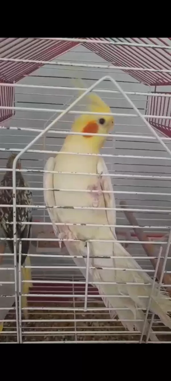Çift Tecrübeli Sultan Papağanı