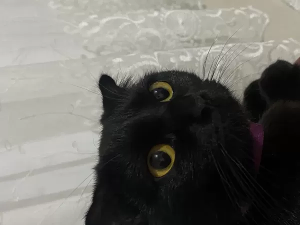 Scottish Fold 9 Aylık Dişi