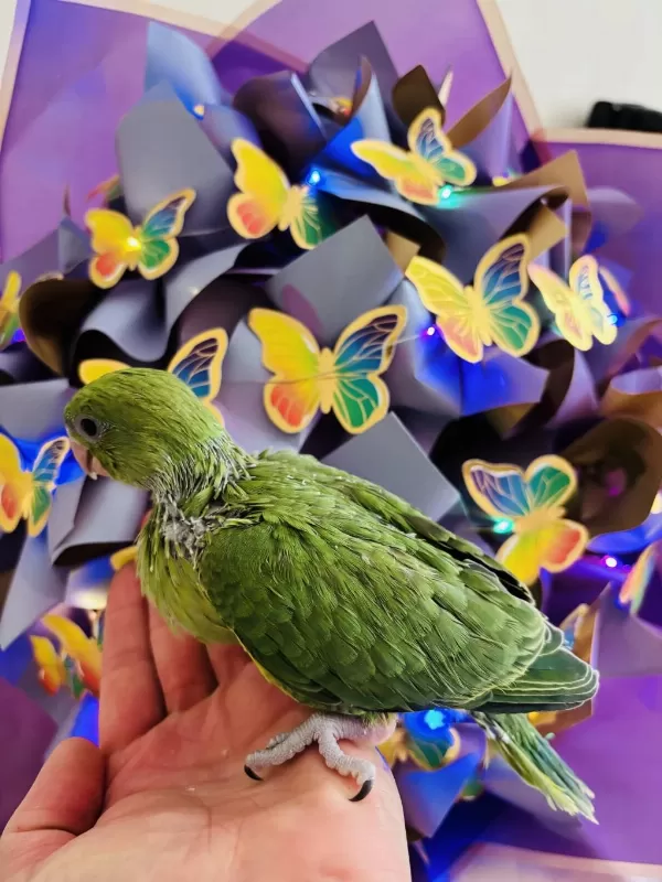 Uygun El Besleme Pakistan Papağani Bebek